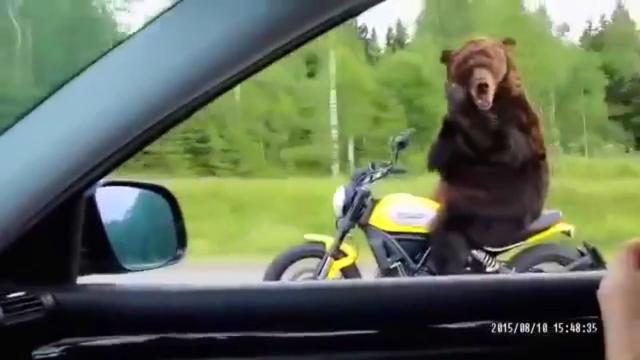 Медведи на мотоцикле! Bears on the motorcycle! It is Russia!