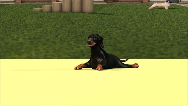 Dachshund   Movements Pack