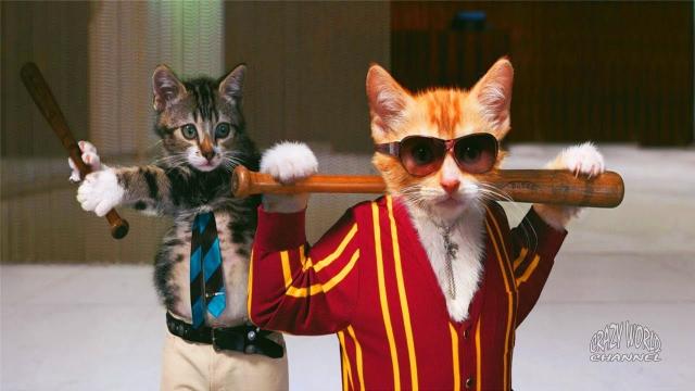 Смешные Коты и Кошки 2017 Приколы с Котами и Кошками 2017 Лучшие Приколы с Животными #15