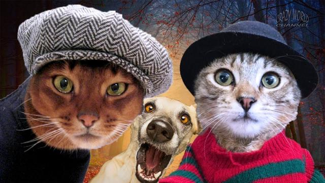 СМЕШНЫЕ КОТЫ И КОШКИ 2020 Смешинки про котов, кошек и других животных #35