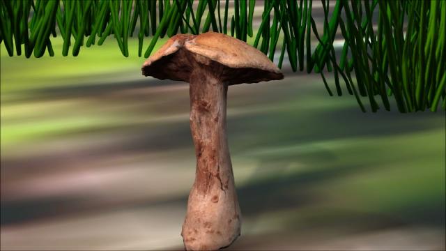 Collection of 3D models of mushrooms  (3D Animation)