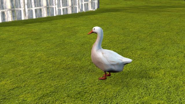 White goose on a village lawn