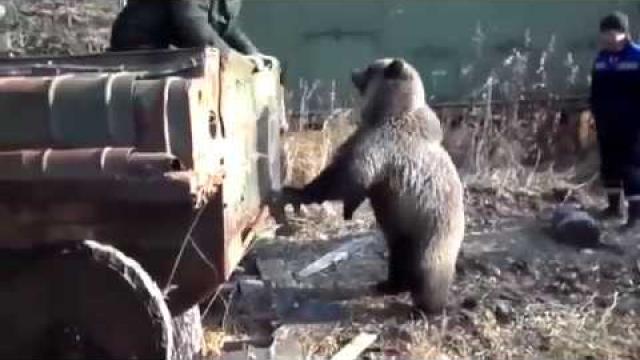 Вахтовики прикормили медведя и играют с ним