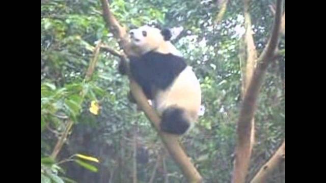 Панда в Дикой природе