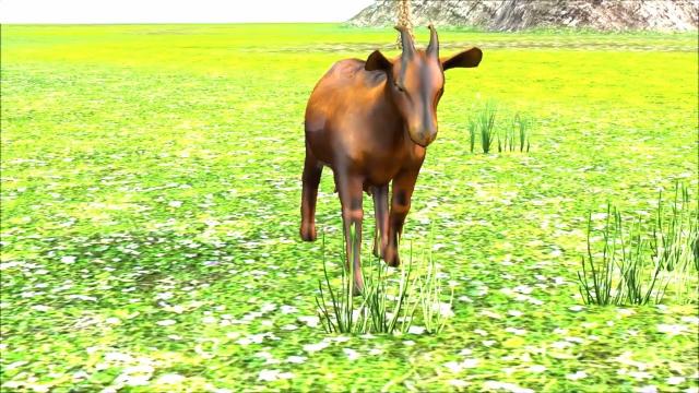 Goat  animated  3D Model