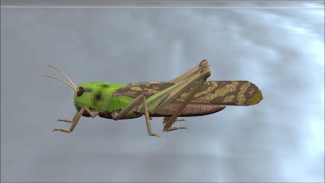 Insects 3D Models  Pack (3D Animation)