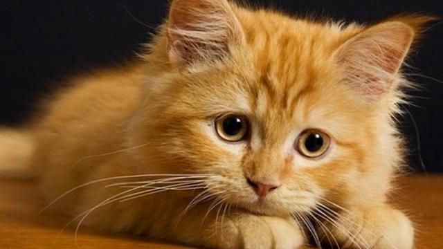 ПРИКОЛЫ С КОШКАМИ 2016 FUNNY CATS 2016 Compilation #8