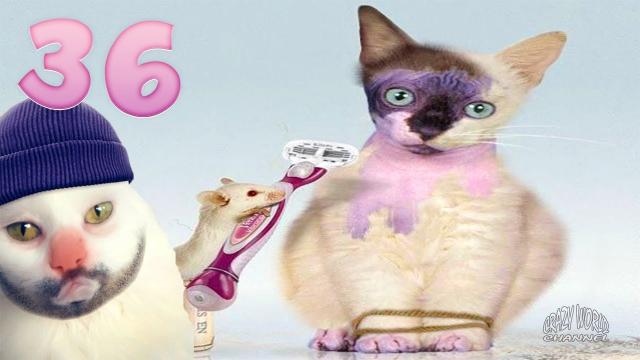 СМЕШНЫЕ КОТЫ И КОШКИ 2020 Лучшие приколы с котами и другими животными #36